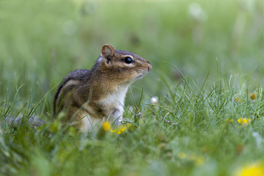 Approaches to controlling chipmunks