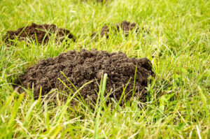 Call 615-610-0962 For Mole Control and Removal Service in Nashville Tennessee
